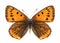 Female large copper butterfly isolated