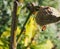 Female Large Milkweed Bug