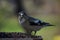 A female large stray bill at the feeder