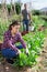 Female latino farmer weeds a bed of vegetables