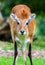 Female lechwe waterbuck