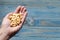 Female left hand holding roasted peanut over blue pine wood background