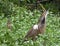 A female, left, and male, right, American bitterns Botaurus lentiginosus