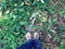 Female legs and feet in blue jeans and brown sneakers standing on the ground of wilderness forest with green shrub and sapling