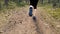 Female legs running on forest trail