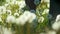 Female legs stepping on the meadow of dandelion fluff flies through the air