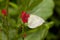 Female Lemon Emigrant Form-crocale butterfly
