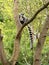 female Lemur catta, Ring-tailed Lemur, with her young sits high in a tree