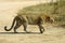 Female leopard crossing the road in the Kruger national park.