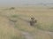 Female Leopard with Cub marking territory at Masai Mara