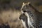 A Female Leopard and her cub seen on a safari in South Africa