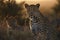 A Female Leopard and her cub seen on a safari in South Africa