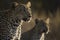 A Female Leopard and her cub seen on a safari in South Africa