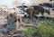 Female leopard with her young cubs at a waterhole in Sabi Sands Game Reserve, Kruger, Mpumalanga, South Africa.