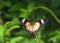 Female leopard lacewing butterfly on green leaves