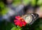 Female Leopard lacewing (Cethosia cyane euanthes) butterfly on f