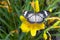 Female Leopard Lacewing on Flower