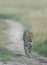 Female Leopard at Masai Mara