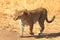 Female leopard in Masai Mara