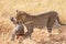 Female leopard in Masai Mara