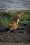 Female leopard sits looking back on riverbank