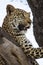 Female leopard sits in tree.