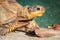 Female leopard tortoise Stigmochelys pardalis eating green cactus leaf