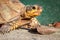 Female leopard tortoise Stigmochelys pardalis eating green cactus leaf