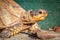 Female leopard tortoise Stigmochelys pardalis eating green cactus leaf