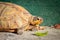 Female leopard tortoise Stigmochelys pardalis eating green cactus leaf