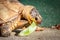 Female leopard tortoise Stigmochelys pardalis eating green cactus leaf