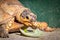 Female leopard tortoise Stigmochelys pardalis eating green cactus leaf