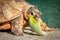 Female leopard tortoise Stigmochelys pardalis eating green cactus leaf