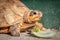 Female leopard tortoise Stigmochelys pardalis eating green cactus leaf