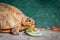 Female leopard tortoise Stigmochelys pardalis eating green cactus leaf