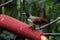 Female of Lesser Bird of Paradise or Paradisaea minor in West Papua, Indonesia