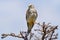 Female Lesser Kestrel - Falco naumanni