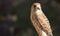 Female Lesser kestrel perched
