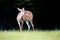 Female lesser kudu, an east African forest antelope, in a clearing with dark background