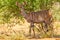 Female Lesser Kudu In The Wild