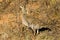 Female Lesser Prairie Chicken