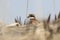 Female LESSER SAND PLOVER peeping from behind a dune