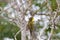 Female Lesser Yellownape woodpecker green bird pecking on tree t