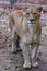 The female ligra. Face closeup of a hybrid of tiger and lion.