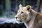 The female ligra. Face closeup of a hybrid of tiger and lion.