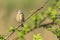 Female Linnet bird, Carduelis cannabina singing