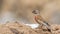 Female Linnet on Top of Salty Soil