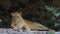 A Female Lio Lies on a Wooden Lounge Near a Stone Wall in a Zoo