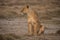 A female lion on Amboseli National Park ,Kenya.