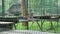 Female lion animal lying on boards in zoo cage. Zoom out.